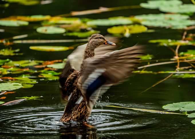 Duck flapping wings in lily pond