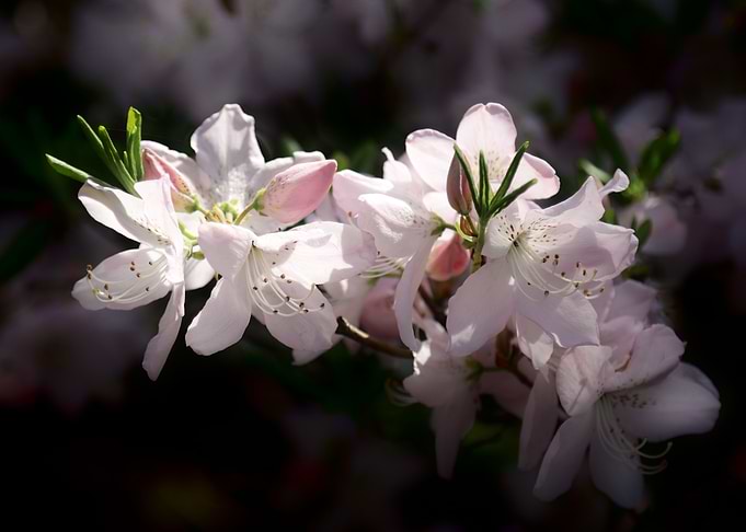 Delicate White Azalea Flowers