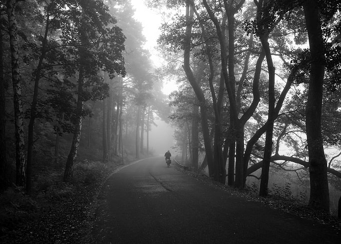 Misty Forest Road with Cyclist