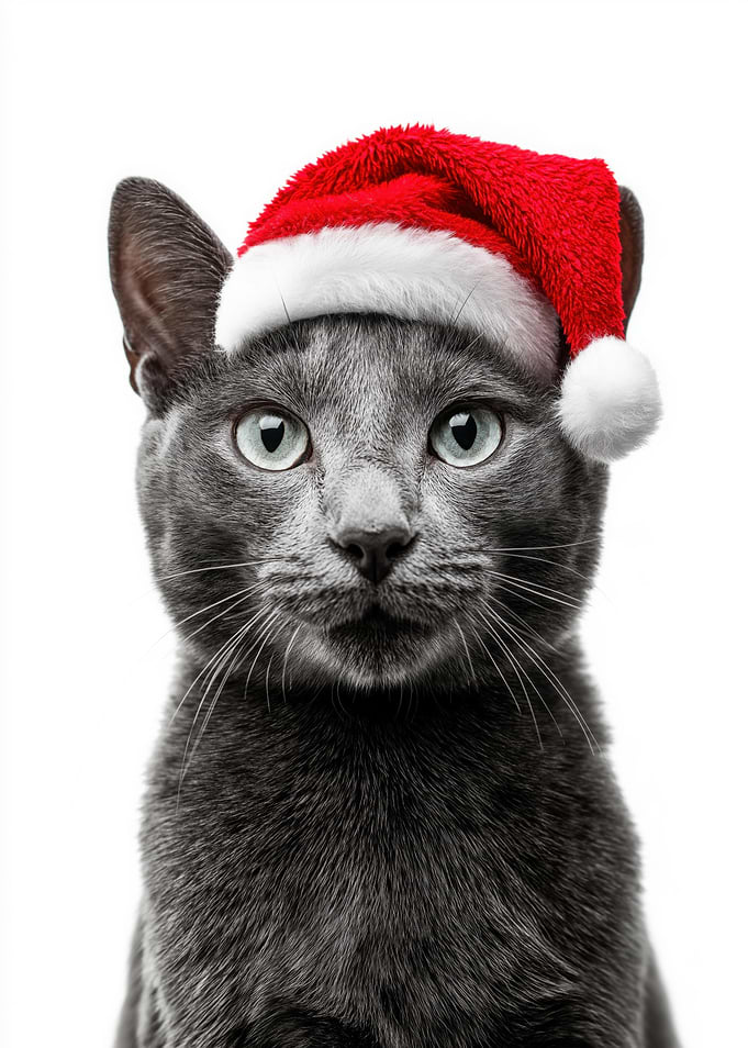 Russian Blue Cat with Santa Hat