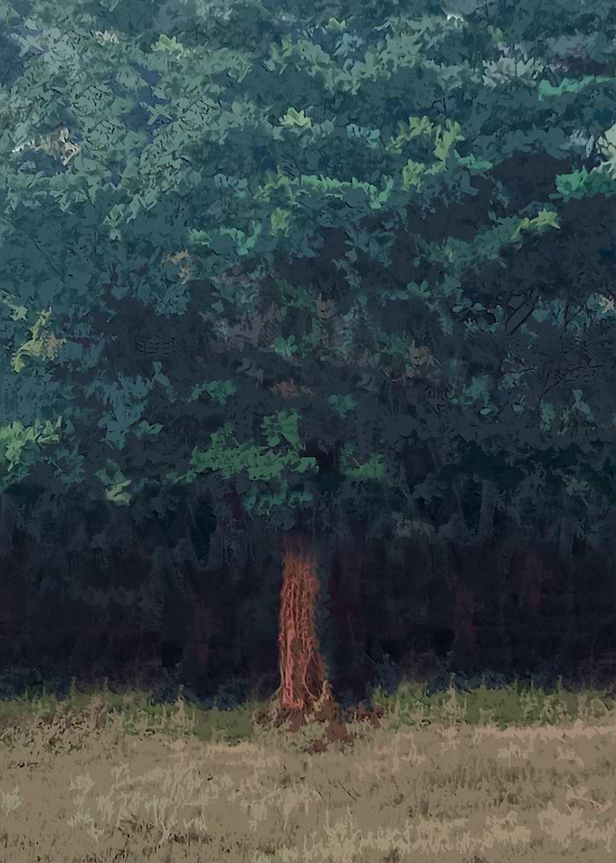 Tree in a Forest Clearing DG10