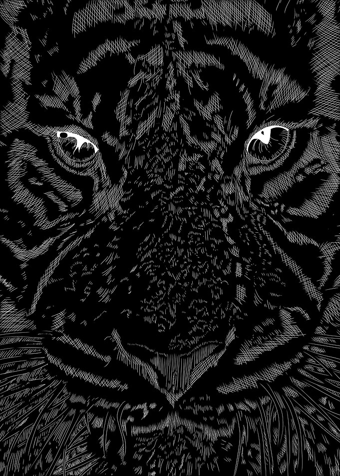 Tiger Black and White