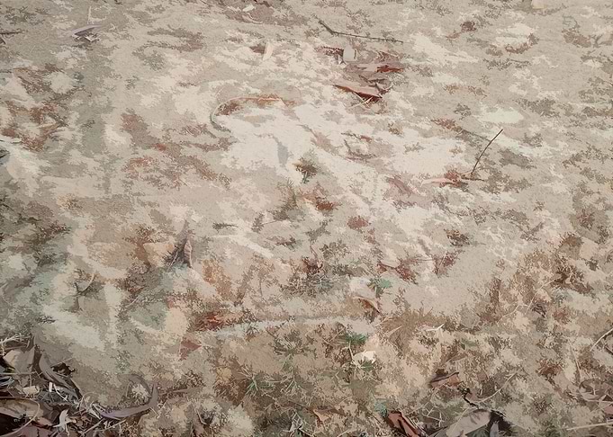 Sandy ground with leaves and twigs DG8