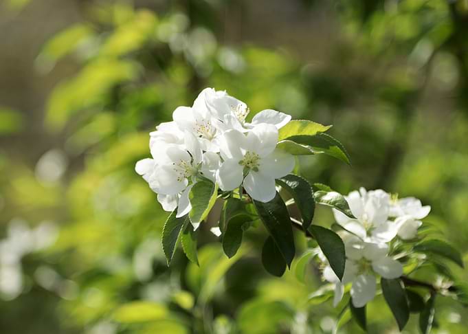 Apple blossoms in spring sunlight