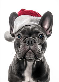 Christmas French Bulldog with Santa Hat