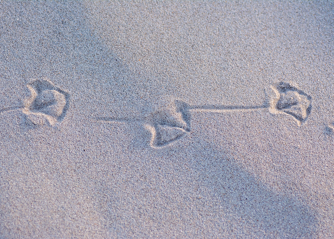 Bird tracks in the sand