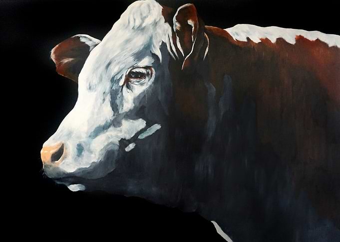 Hereford Cow