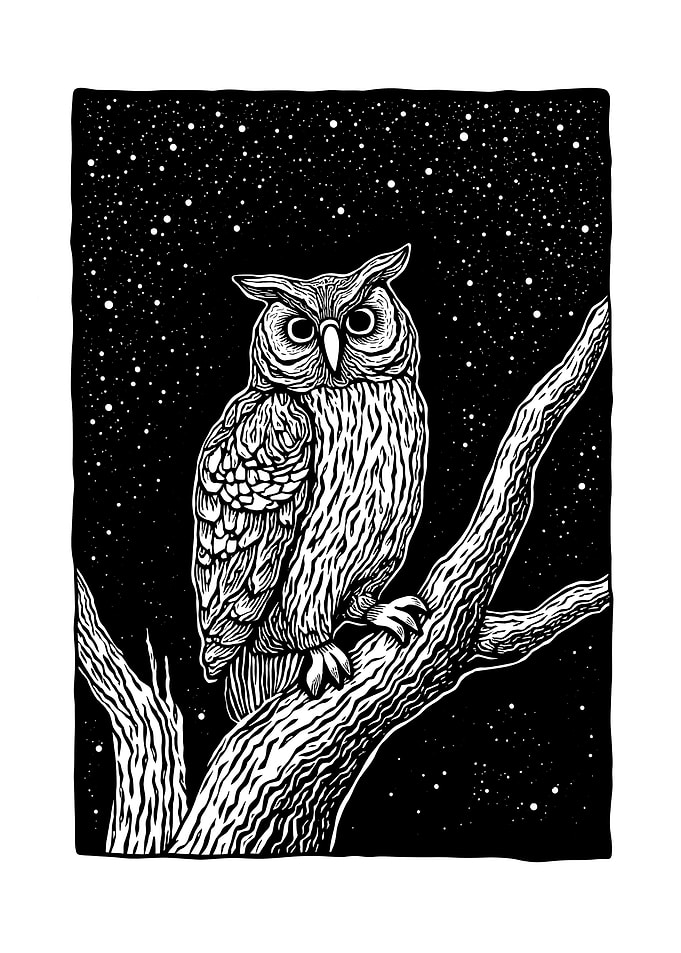 Owl Perched on Branch at Night