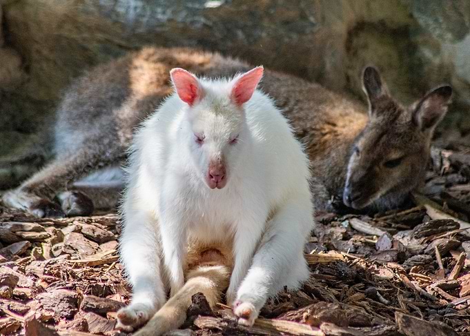 Albino Wallaby with Mother