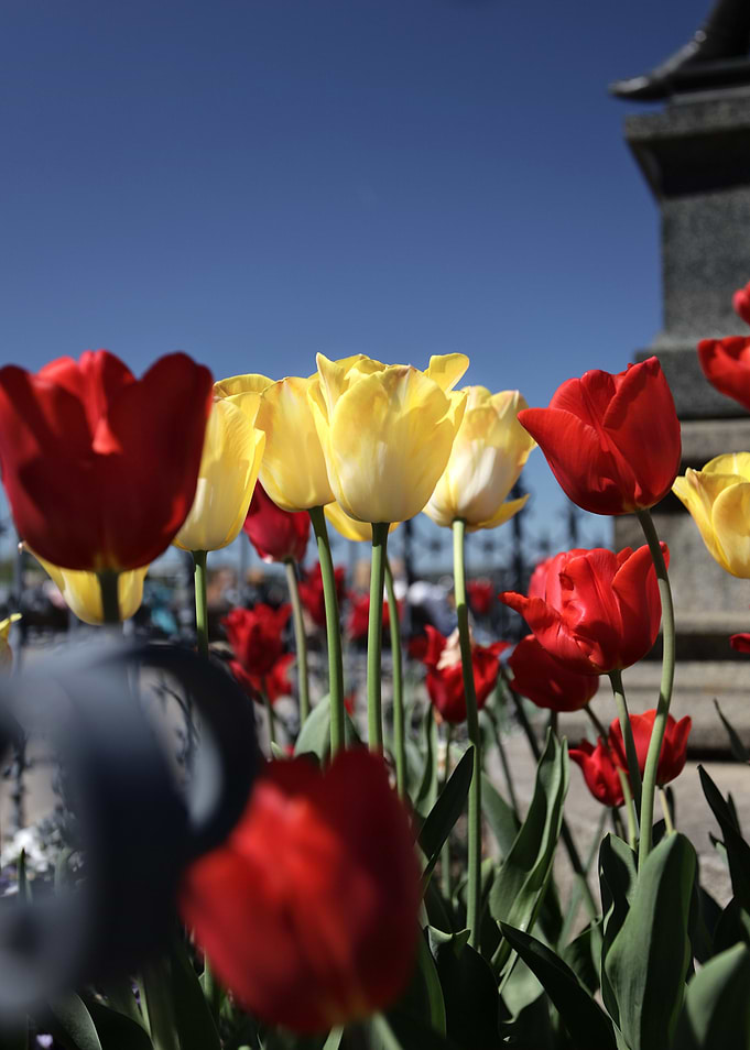 Red and Yellow Tulips in Bloom