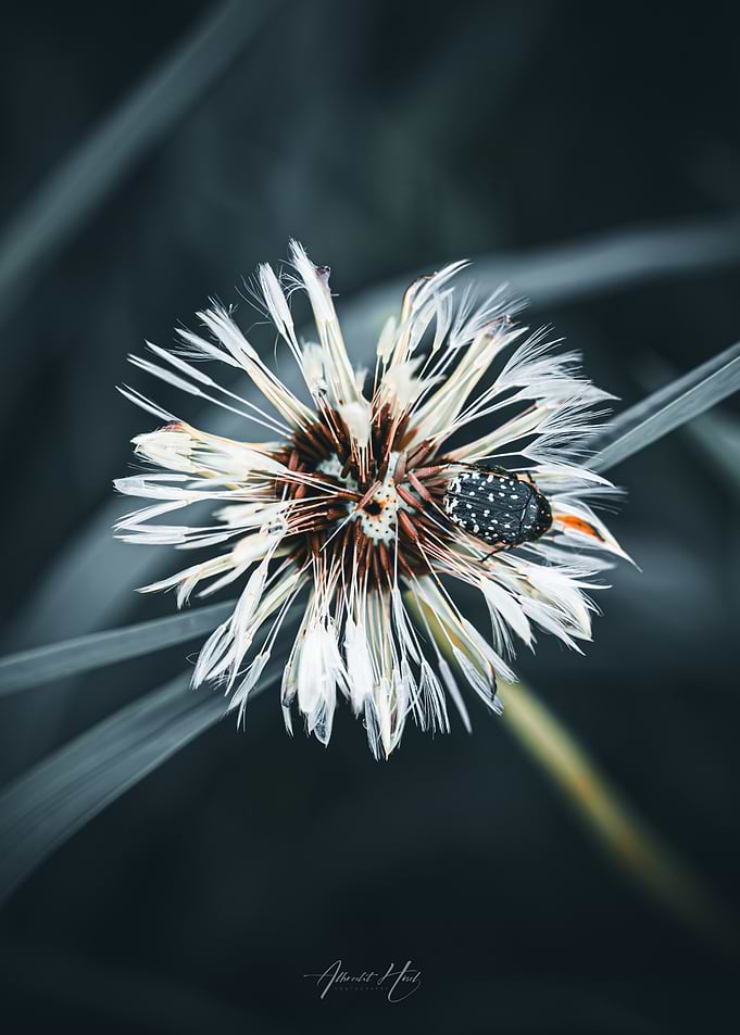 Dandelion Seed Head with Beetle