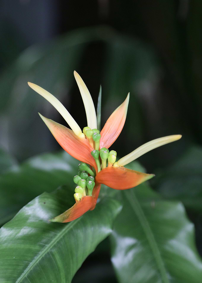 Heliconia Flower Close-Up