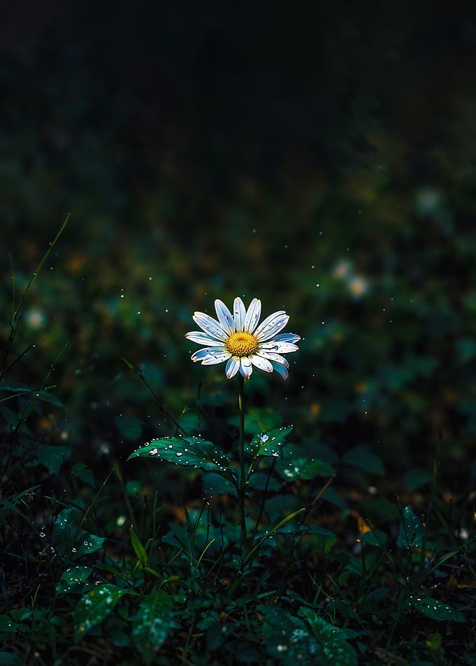 Daisy in Dark Green Field, flower