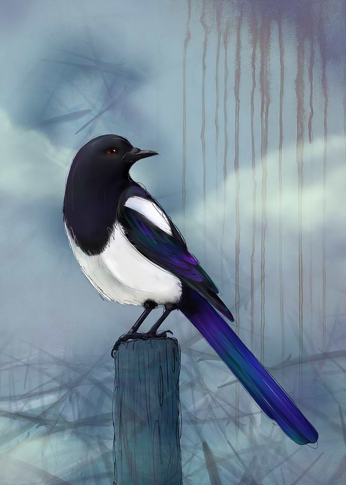 Magpie on Post Digital Art