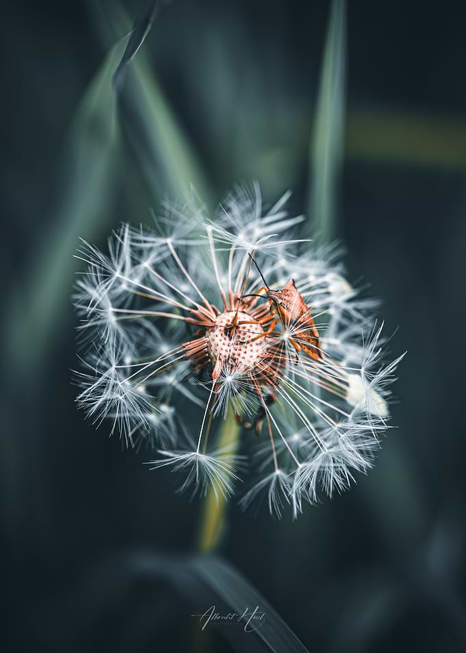 Bug on Dandelion