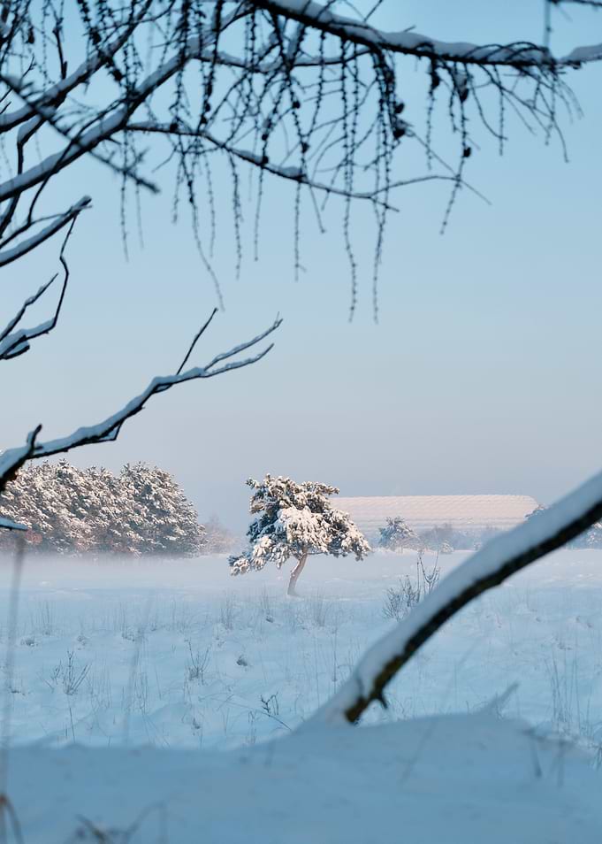 Winter Landscape with Snow-Covered Trees