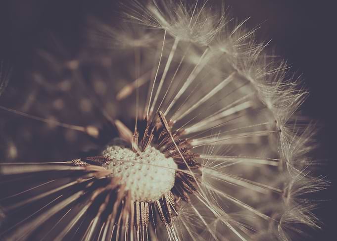 Close-up Dandelion Seed Head