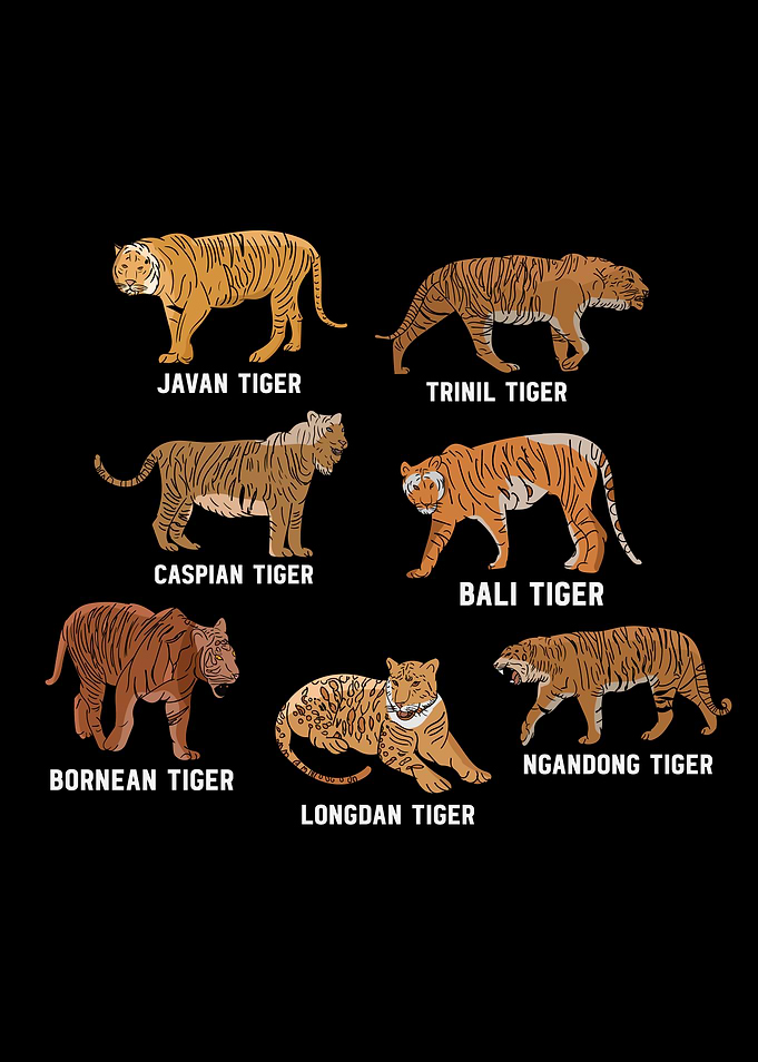 Tiger Species Tiger Lover Kids Javan Tiger