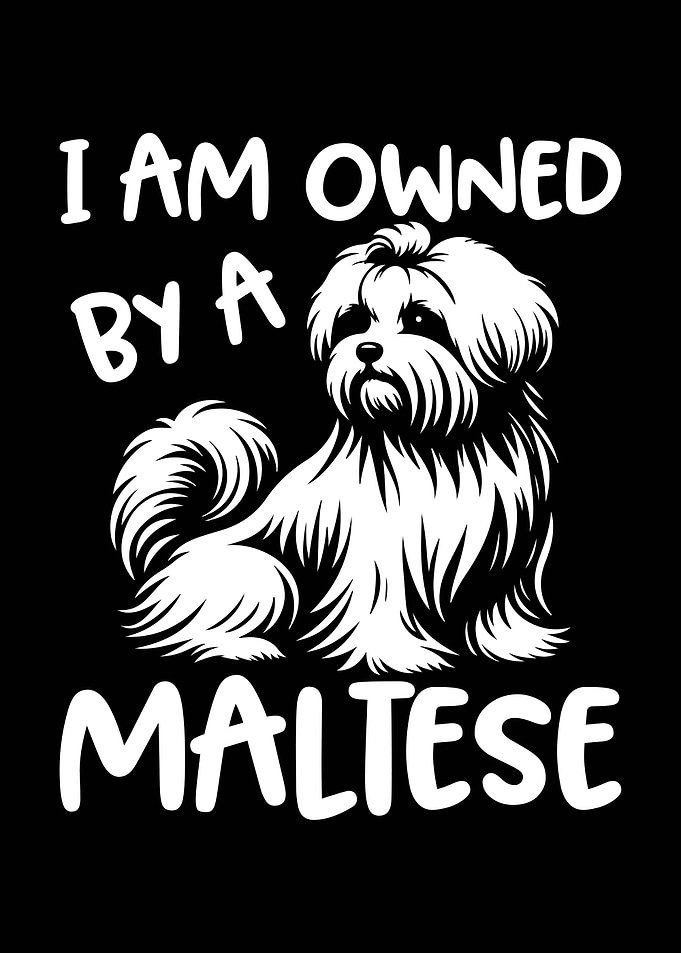 I am owned by a Maltese
