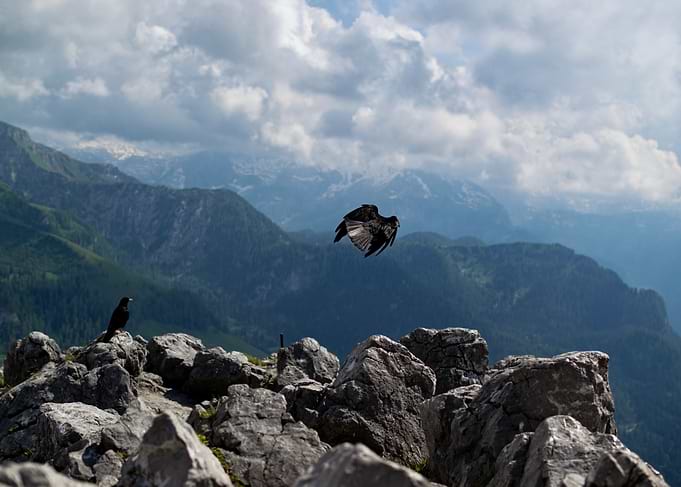 Alpine Choughs in Mountain Landscape
