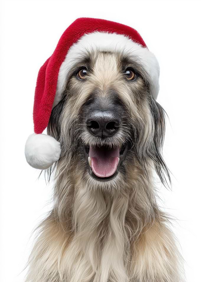 Afghan Hound Dog with Santa Hat