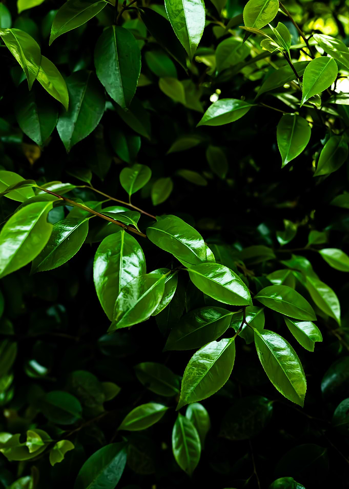 Lush Green Leaves