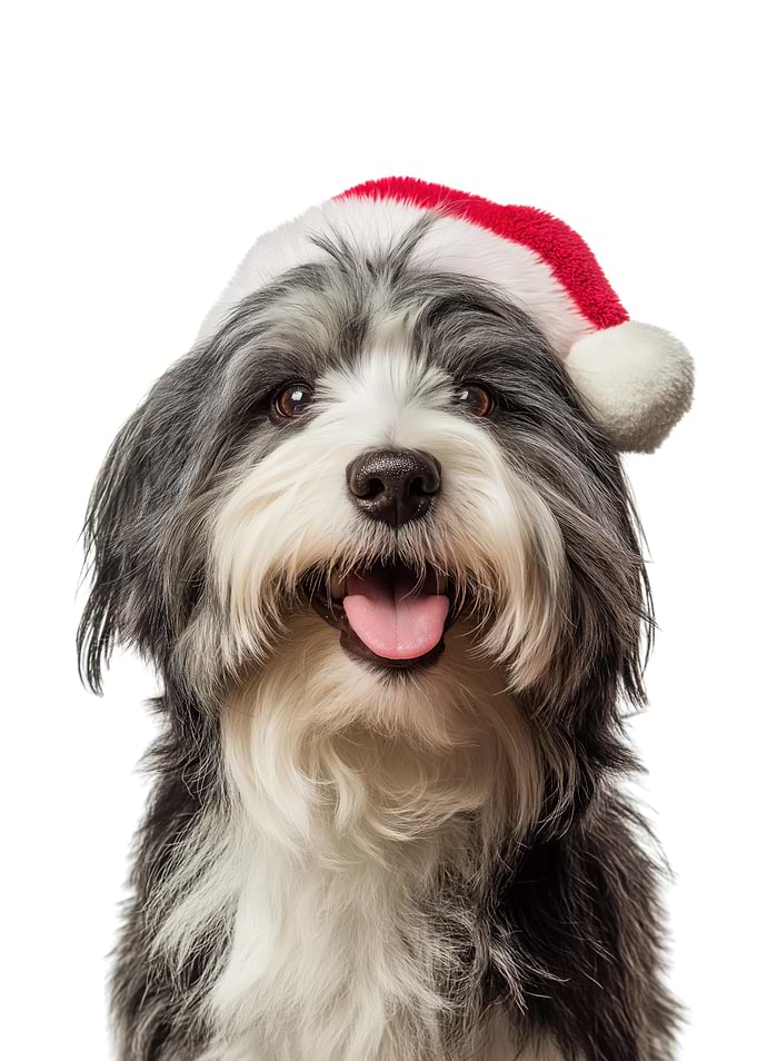 Havanese Dog with Santa Hat Portrait