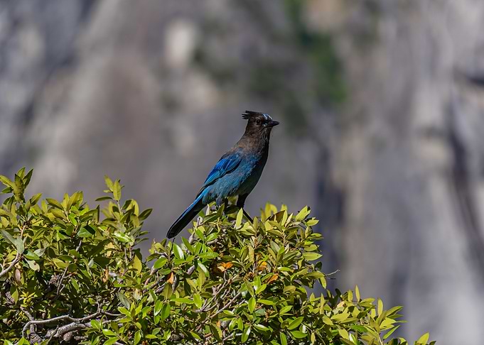Steller's Jay on Bush
