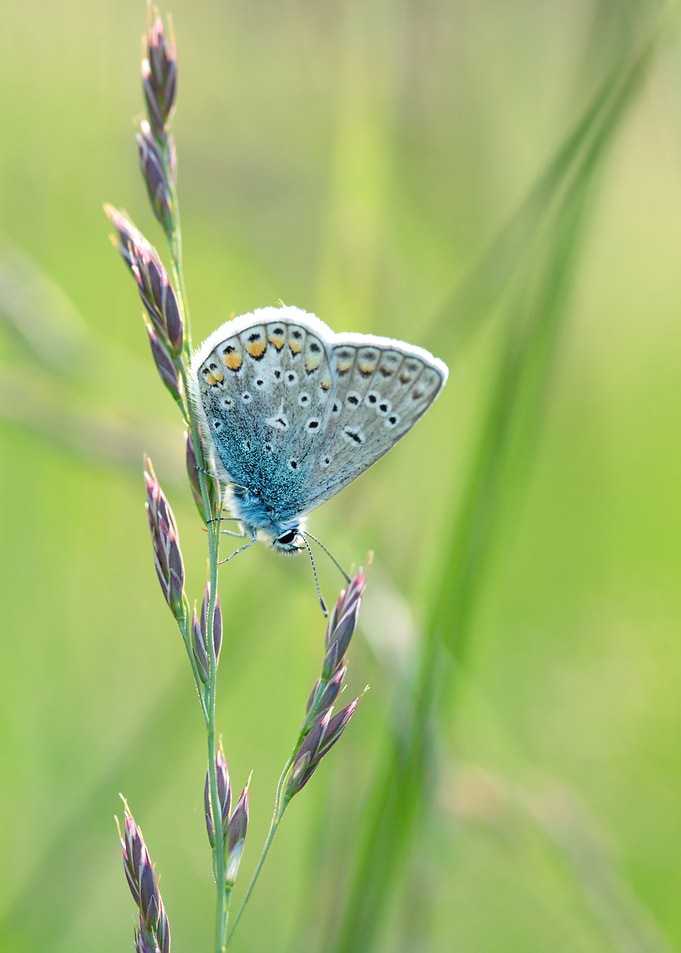 Blue Butterfly on Grass