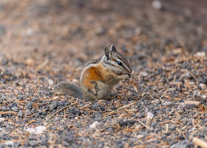 Chipmunk Eating on Gravelly Ground