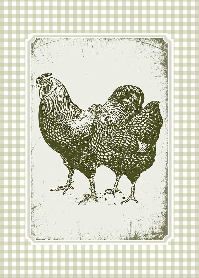 Vintage Chicken Illustration on Gingham Background