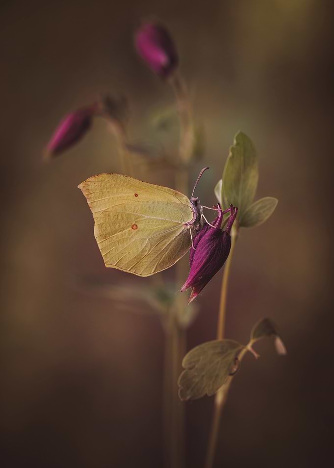 Butterfly on Purple Flower Bud