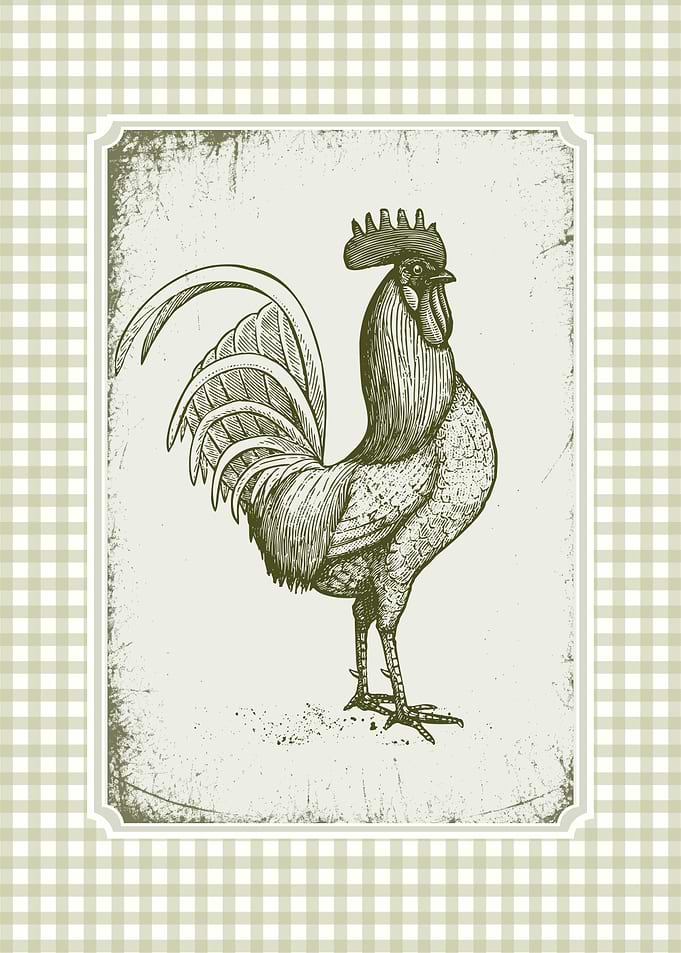 Vintage Rooster Illustration on Gingham Background