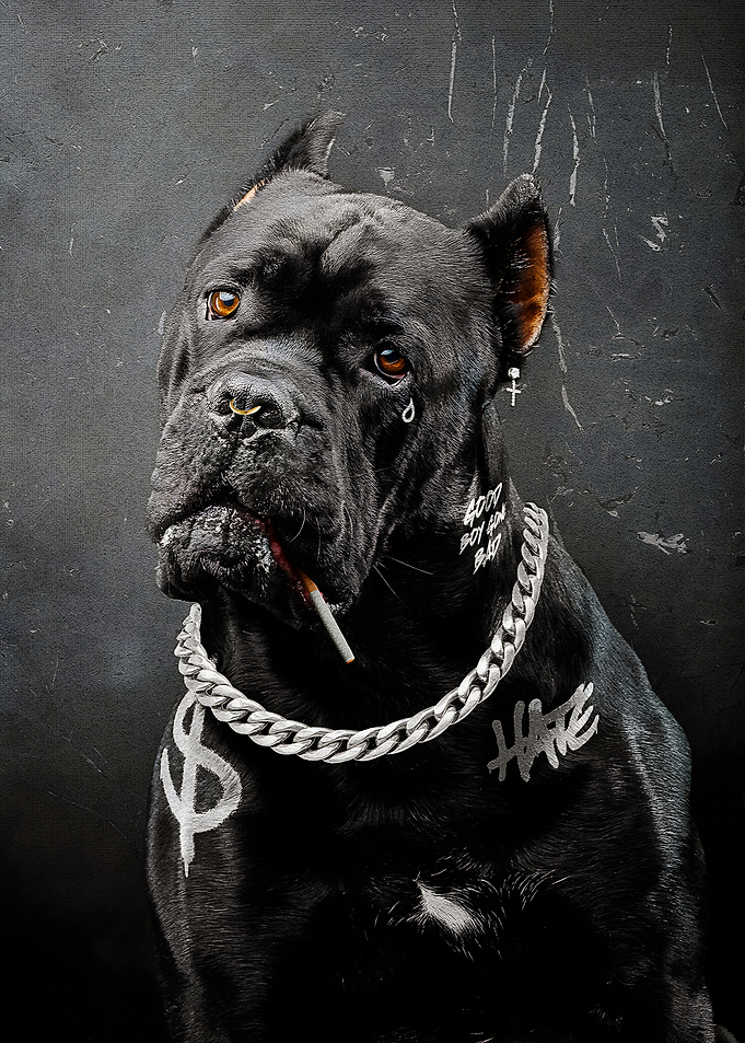 Loyalty Is Dead – Gangster Dog with a Soft Soul