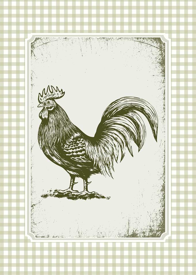 Vintage Rooster Illustration on Gingham Background