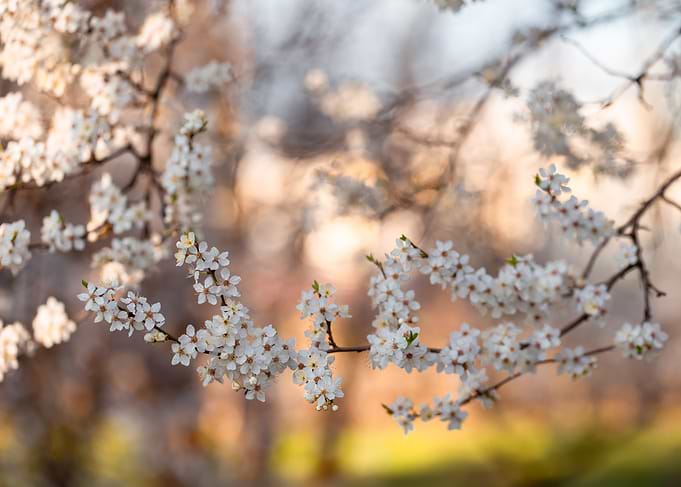 White Blossoms on Tree Branch