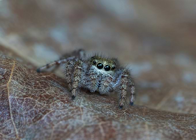 Jumping Spider on Leaf