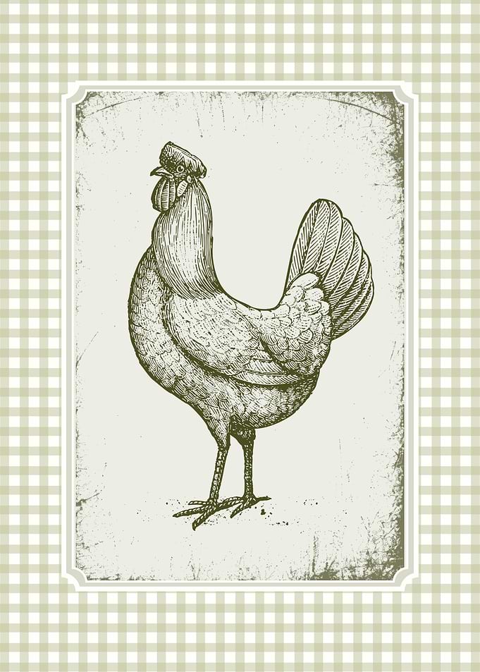 Vintage Rooster Illustration on Gingham Background