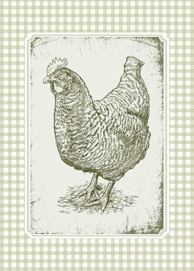 Vintage Chicken Illustration