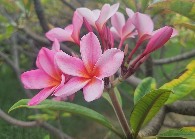 Pink Plumeria Flowers Close-Up