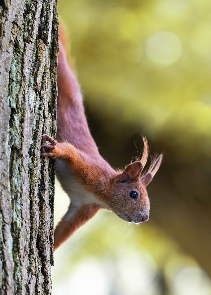 Squirrel clinging to tree trunk