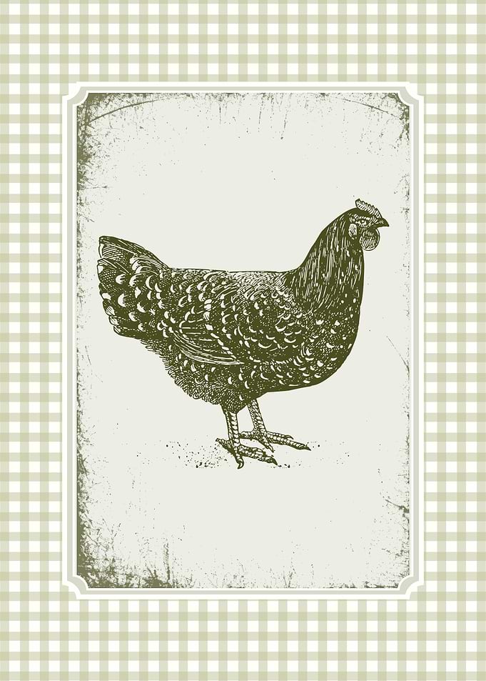 Vintage Chicken Illustration on Gingham Background