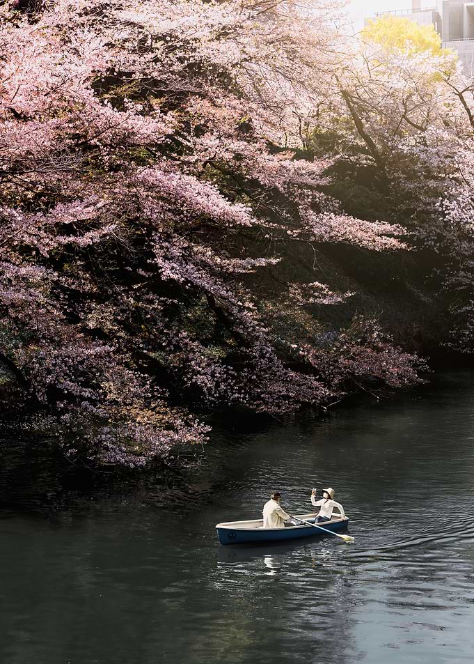 Cherry Blossom Boat Ride
