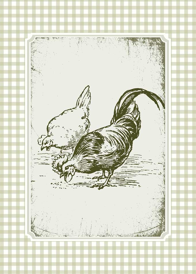 Vintage Chicken and Rooster Illustration