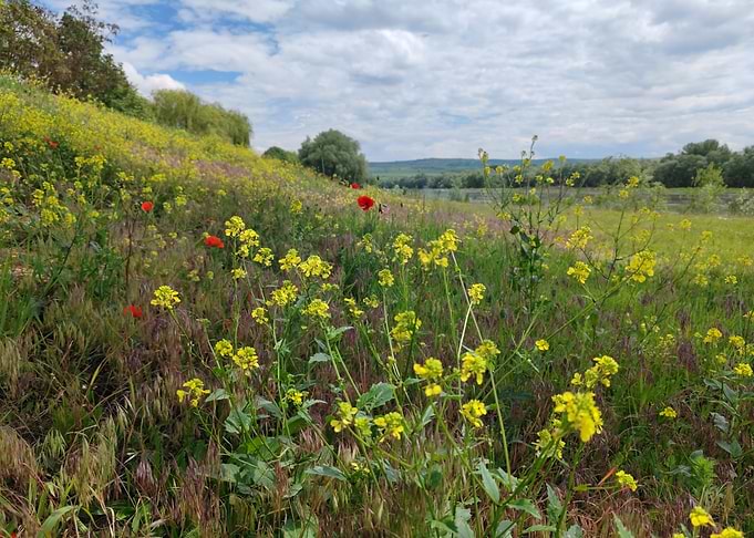 Blooming riverside in May