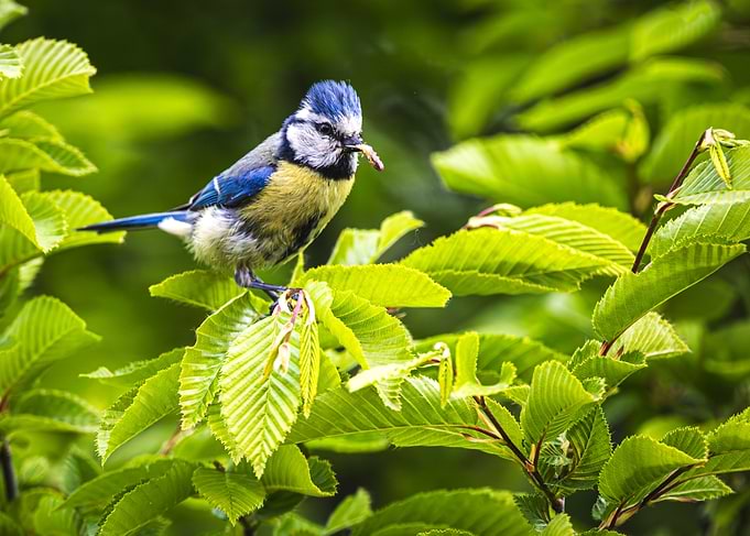 Blue Tit Bird with Worm