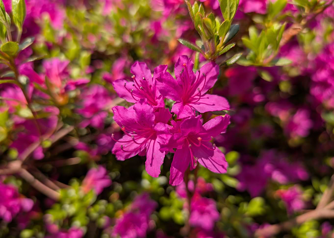 Vibrant Pink Azalea Blossom Close-Up