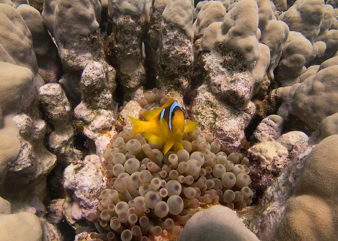 Clownfish in Anemone
