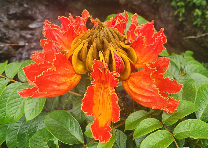 Spathodea campanulata flower close-up