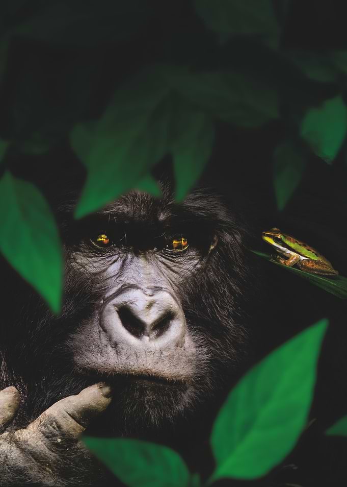 Gorilla and Frog in Jungle
